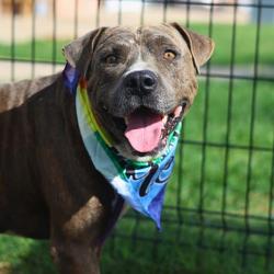 Shelter Stray Male Dog last seen S SAN MARCOS, 4710 TX-151, San Antonio, TX 78227, USA