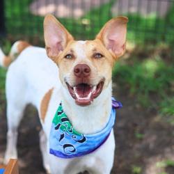 Shelter Stray Female Dog last seen ALLEGHANY AND BAYWATER, 4710 TX-151, San Antonio, TX 78227, USA