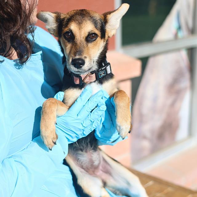 Shelter Stray Female Dog last seen FOUND AT 3817 N PANAM EXPY, 4710 TX-151, San Antonio, TX 78227, USA