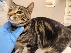 Shelter Stray Male Cat last seen Near BLOCK SE 260TH ST, KENT WA 98030, 21615 64th Ave S, Kent, WA 98032, USA