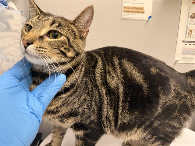 Shelter Stray Male Cat last seen Near BLOCK SE 260TH ST, KENT WA 98030, 21615 64th Ave S, Kent, WA 98032, USA