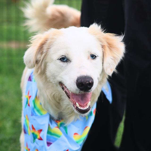 Shelter Stray Male Dog last seen , 4710 TX-151, San Antonio, TX 78227, USA