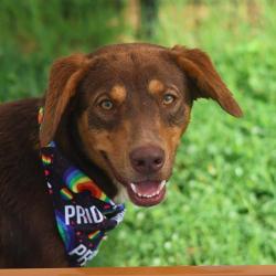 Shelter Stray Male Dog last seen Near BLOCK MENLO BLVD, 4710 TX-151, San Antonio, TX 78227, USA