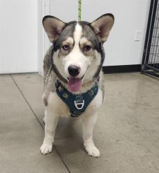 Shelter Stray Male Dog last seen Near BLOCK W SHIELDS AVE, FRESNO CA 93705 3937, 5277 E Airways Blvd, Fresno, CA 93727, USA