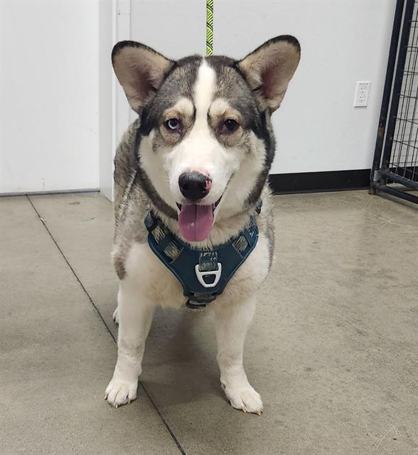 Shelter Stray Male Dog last seen Near BLOCK W SHIELDS AVE, FRESNO CA 93705 3937, 5277 E Airways Blvd, Fresno, CA 93727, USA