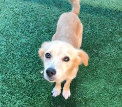 Shelter Stray Male Dog last seen Near BLOCK E LIBERTY AVE, FRESNO CA 93727, 5277 E Airways Blvd, Fresno, CA 93727, USA