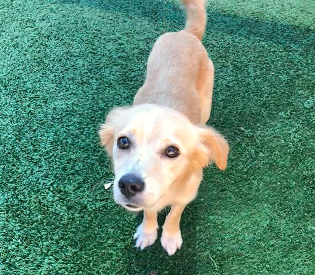 Shelter Stray Male Dog last seen Near BLOCK E LIBERTY AVE, FRESNO CA 93727, 5277 E Airways Blvd, Fresno, CA 93727, USA