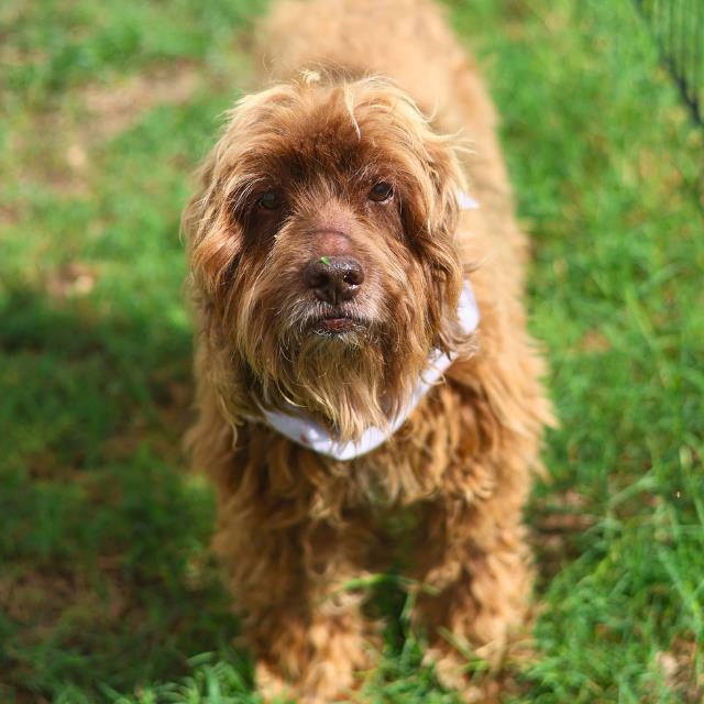 Shelter Stray Male Dog last seen W COMMERCE AND MILITARY, 4710 TX-151, San Antonio, TX 78227, USA