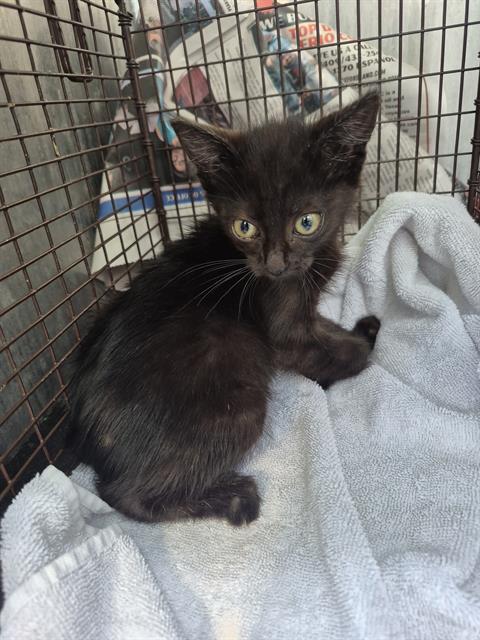 Shelter Stray Male Cat last seen Near BLOCK DARLINGTON RUN, 4710 TX-151, San Antonio, TX 78227, USA