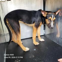 Shelter Stray Male Dog last seen Near BLOCK GILLETTE BLVD, 4710 TX-151, San Antonio, TX 78227, USA