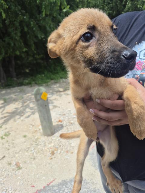 Shelter Stray Female Dog last seen OAKLAND RD, 4710 TX-151, San Antonio, TX 78227, USA