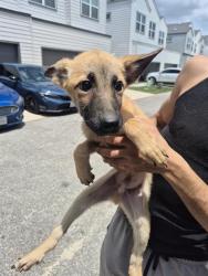 Shelter Stray Male Dog last seen OAKLAND RD, 4710 TX-151, San Antonio, TX 78227, USA