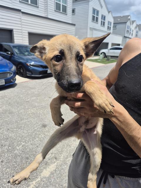 Shelter Stray Male Dog last seen OAKLAND RD, 4710 TX-151, San Antonio, TX 78227, USA