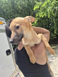 Shelter Stray Female Dog last seen OAKLAND RD, 4710 TX-151, San Antonio, TX 78227, USA