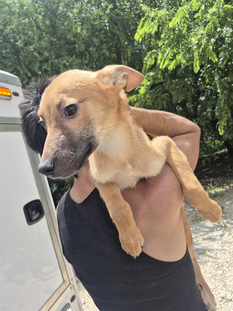 Shelter Stray Female Dog last seen OAKLAND RD, 4710 TX-151, San Antonio, TX 78227, USA