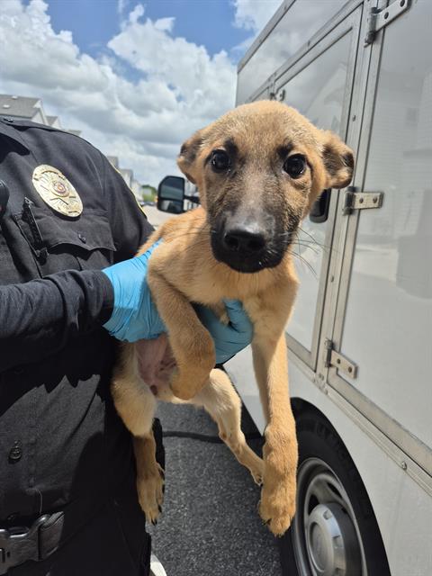 Shelter Stray Female Dog last seen OAKLAND RD, 4710 TX-151, San Antonio, TX 78227, USA