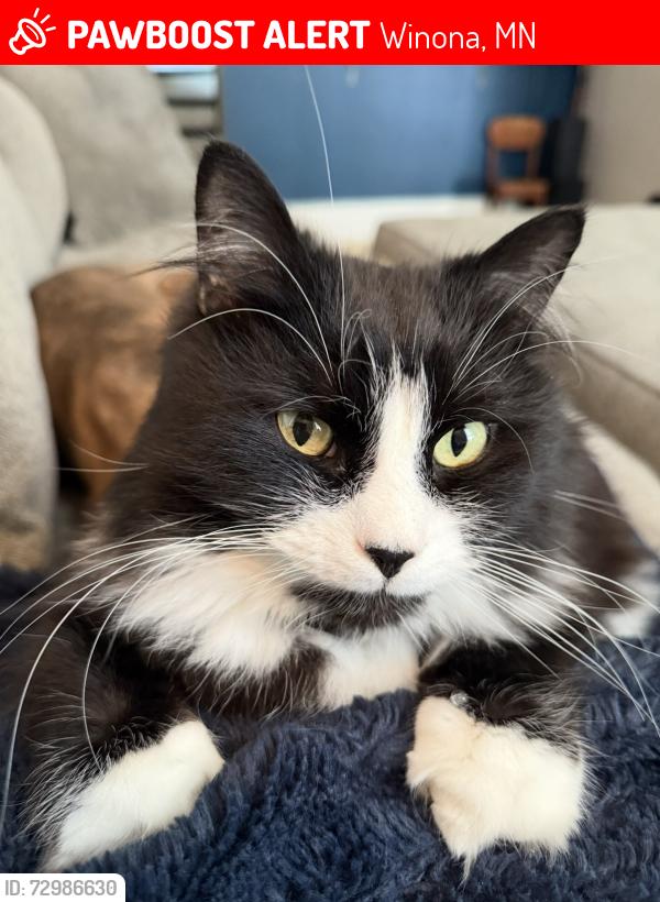 Lost Male Cat last seen Wabasha & Gould street, Winona, MN 55987