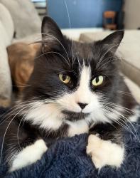 Lost Male Cat last seen Wabasha & Gould street, Winona, MN 55987