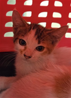 Shelter Stray Female Cat last seen Near ARDMORE DR, WINTER PARK FL 32792, 232 Eslinger Way, Sanford, FL 32773, USA
