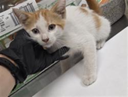 Shelter Stray Male Cat last seen Near ARDMORE DR, WINTER PARK FL 32792, 232 Eslinger Way, Sanford, FL 32773, USA