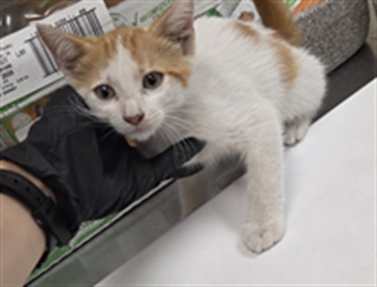 Shelter Stray Male Cat last seen Near ARDMORE DR, WINTER PARK FL 32792, 232 Eslinger Way, Sanford, FL 32773, USA