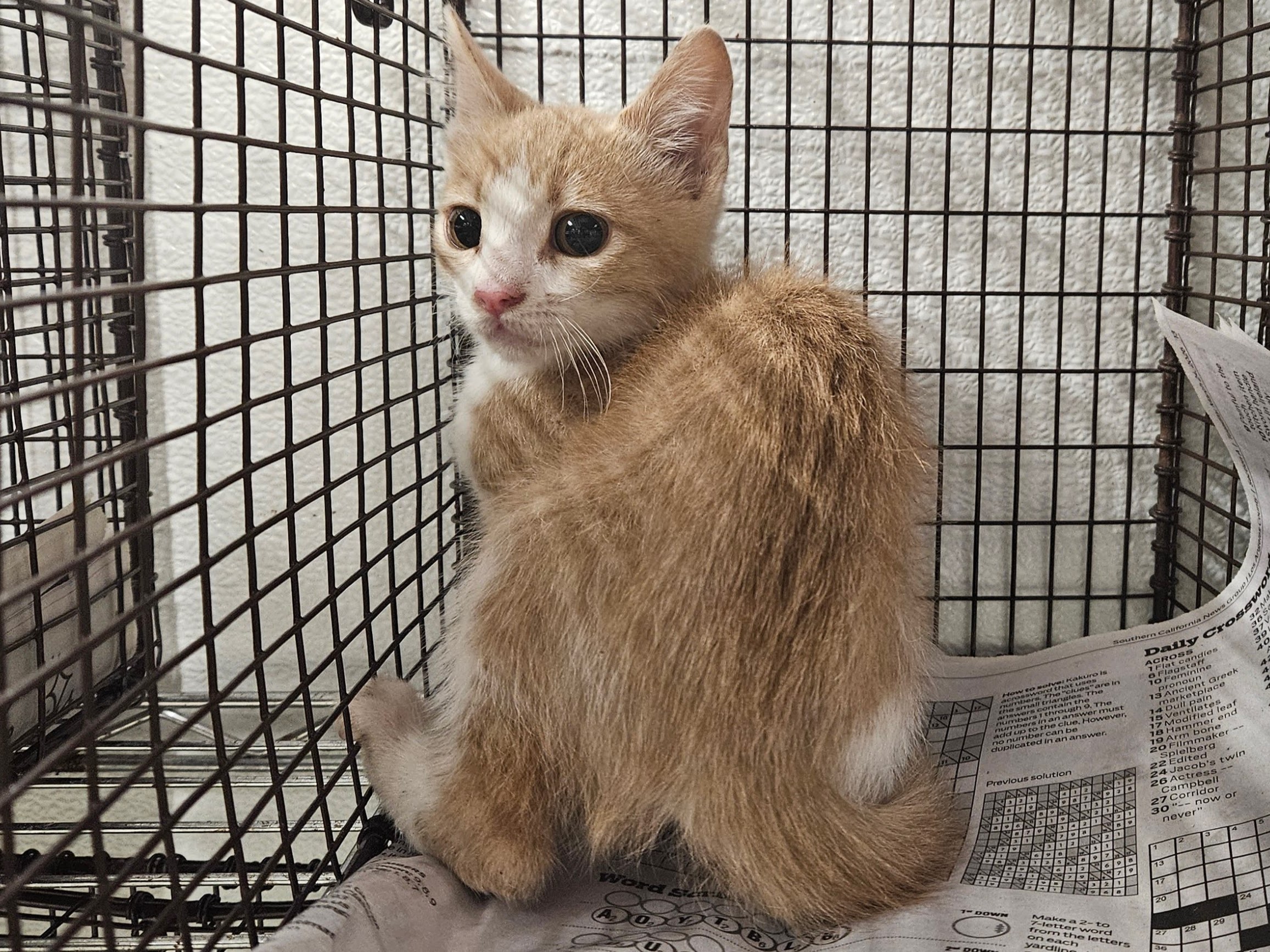 Shelter Stray Female Cat last seen , 14409 Vanowen St, Van Nuys, CA 91405, USA