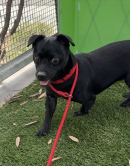 Shelter Stray Male Dog last seen , 11361 W Pico Blvd, Los Angeles, CA 90064, USA