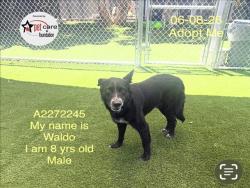 Shelter Stray Male Dog last seen , 1850 W 60th St, Los Angeles, CA 90047, USA