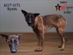 Shelter Stray Male Dog last seen , 1850 W 60th St, Los Angeles, CA 90047, USA