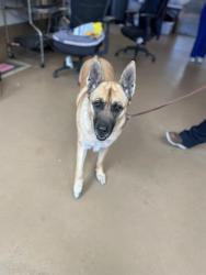 Shelter Stray Female Dog last seen WELTON ST & 5TH AVE, 130 Beyer Way, Chula Vista, CA 91911, USA