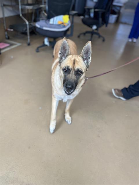 Shelter Stray Female Dog last seen WELTON ST & 5TH AVE, 130 Beyer Way, Chula Vista, CA 91911, USA