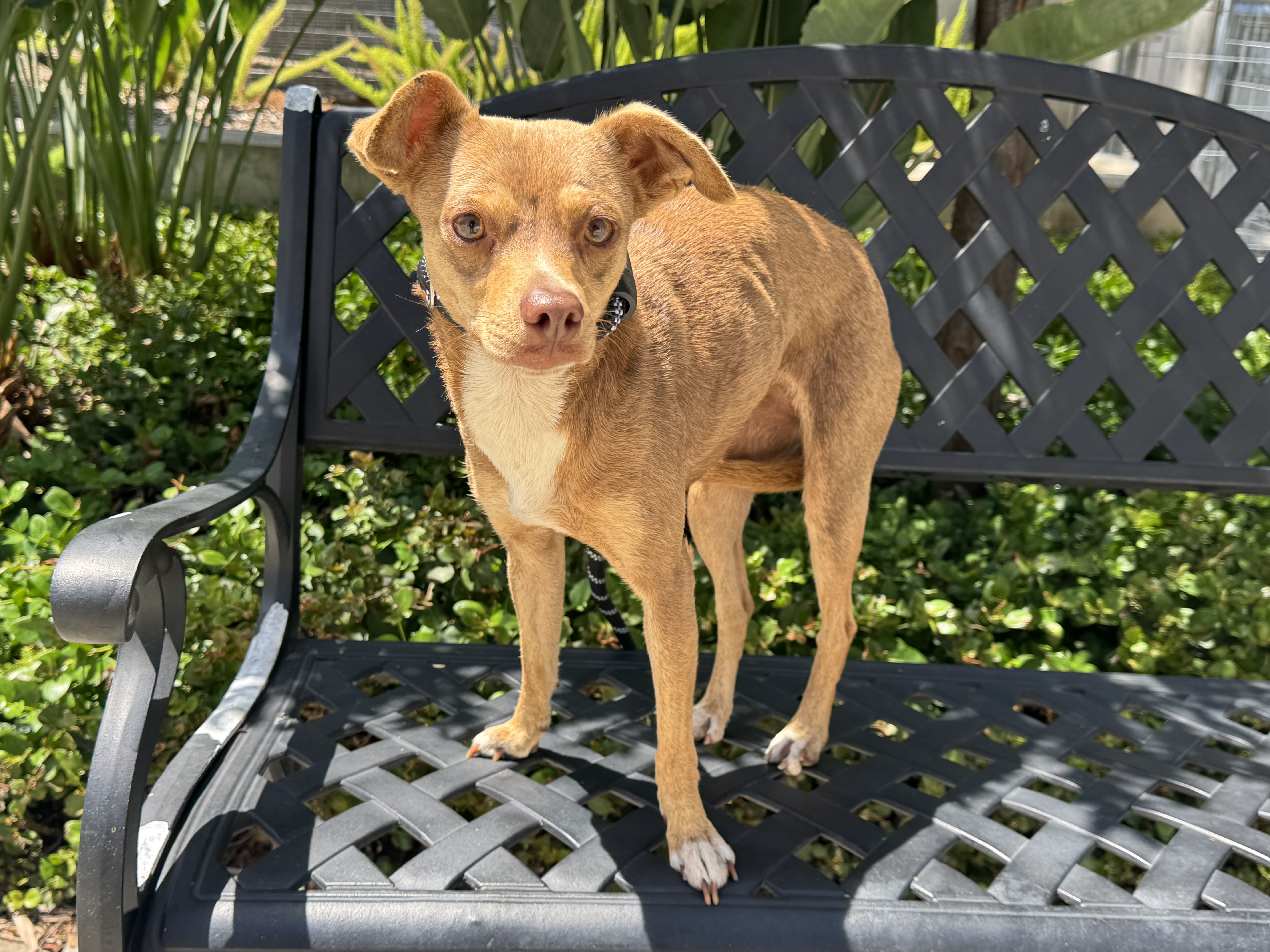 Shelter Stray Female Dog last seen , 957 N Gaffey St, San Pedro, CA 90731, USA