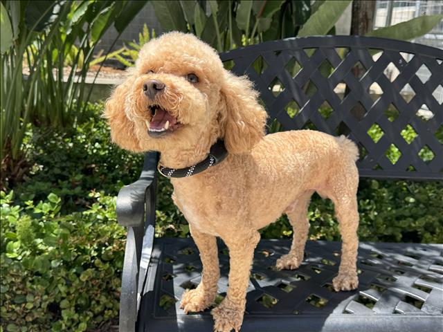 Shelter Stray Male Dog last seen , 957 N Gaffey St, San Pedro, CA 90731, USA