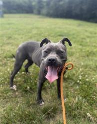 Shelter Stray Female Dog last seen Near BLOCK CRITTENDEN DR, 3528 Newburg Rd, Louisville, KY 40218, USA