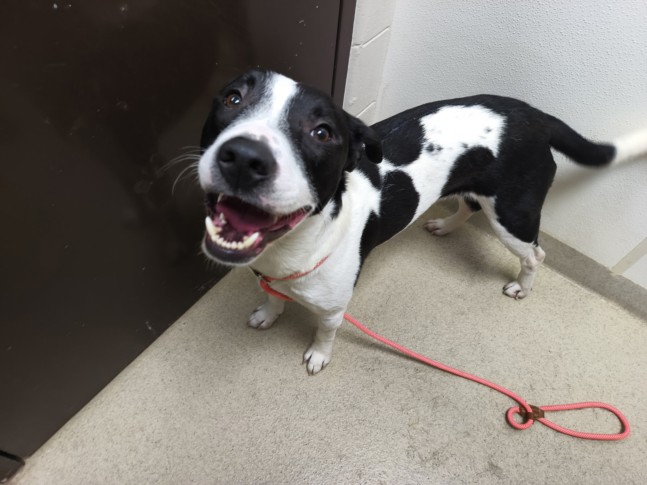 Shelter Stray Male Dog last seen S CHURTON ST, 1601 Eubanks Rd, Chapel Hill, NC 27516, USA