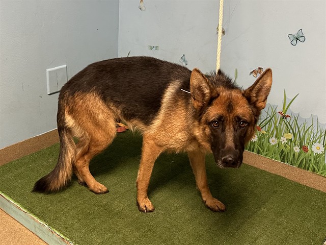 Shelter Stray Female Dog last seen , 38550 Sierra Hwy, Palmdale, CA 93550, USA