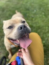 Shelter Stray Male Dog last seen Near BLK ST PAUL CT, 3528 Newburg Rd, Louisville, KY 40218, USA