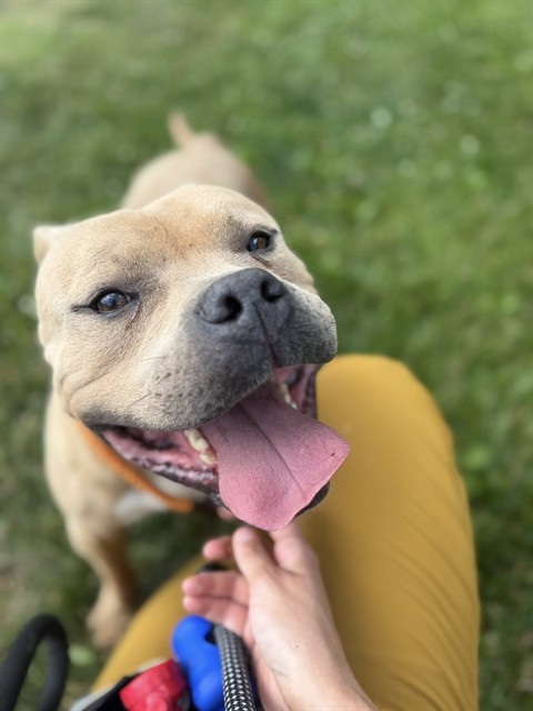 Shelter Stray Male Dog last seen Near BLK ST PAUL CT, 3528 Newburg Rd, Louisville, KY 40218, USA