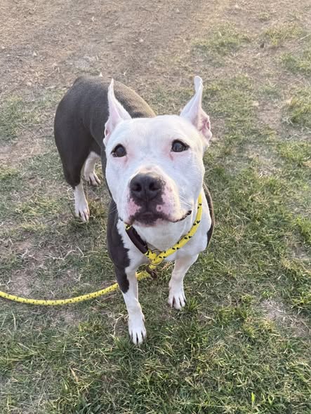 Shelter Stray Female Dog last seen Near BLOCK FONTAINE LANDING CT, 3528 Newburg Rd, Louisville, KY 40218, USA