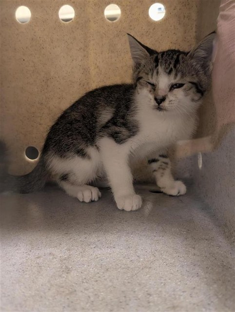 Shelter Stray Male Cat last seen TRACTION AVE & LAMPASAS AVE, 2127 Front St, Sacramento, CA 95818, USA