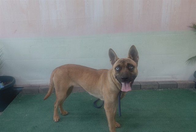 Shelter Stray Female Dog last seen , 4275 Elton St, Baldwin Park, CA 91706, USA