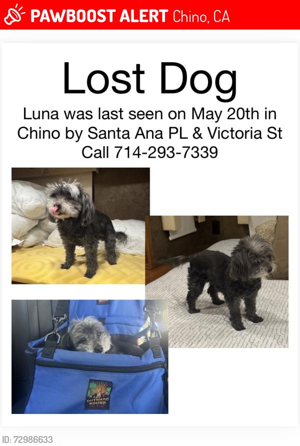 Lost Female Dog last seen Victoria & Ramona , Chino, CA 91710