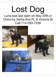 Lost Female Dog last seen Victoria & Ramona , Chino, CA 91710