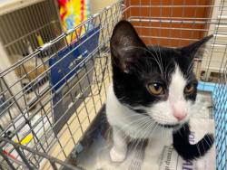 Shelter Stray Female Cat last seen , 3839 W Burnham St, West Milwaukee, WI 53215, USA