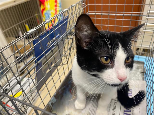 Shelter Stray Female Cat last seen , 3839 W Burnham St, West Milwaukee, WI 53215, USA