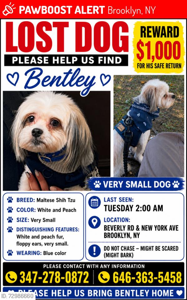 Lost Male Dog last seen New York Ave, nostrand, Beverly rd , Brooklyn, NY 11203