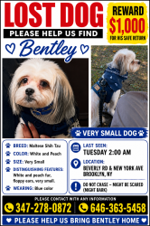 Lost Male Dog last seen New York Ave, nostrand, Beverly rd , Brooklyn, NY 11203