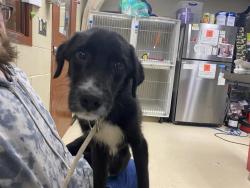 Shelter Stray Male Dog last seen SHERMAN PARK, 3839 W Burnham St, West Milwaukee, WI 53215, USA