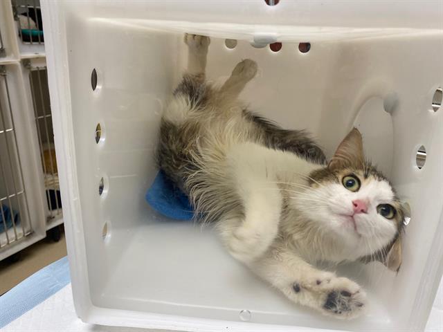 Shelter Stray Female Cat last seen DOYEN PARK, 3839 W Burnham St, West Milwaukee, WI 53215, USA