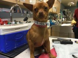 Shelter Stray Female Dog last seen VICTORIA AVENUE & VAN BUREN BOULEVARD, RIVERSIDE, CA, 6851 Van Buren Boulevard, Jurupa Valley, CA 92509, USA